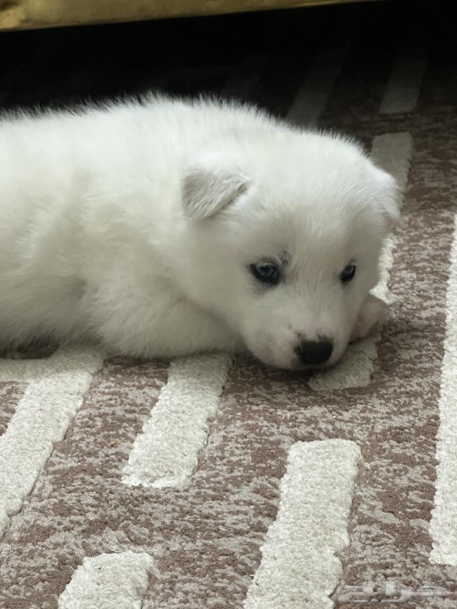 A one-month-old white husky of high quality63310402321409111