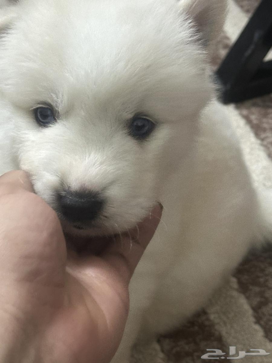 A one-month-old white husky of high quality63310402321409112
