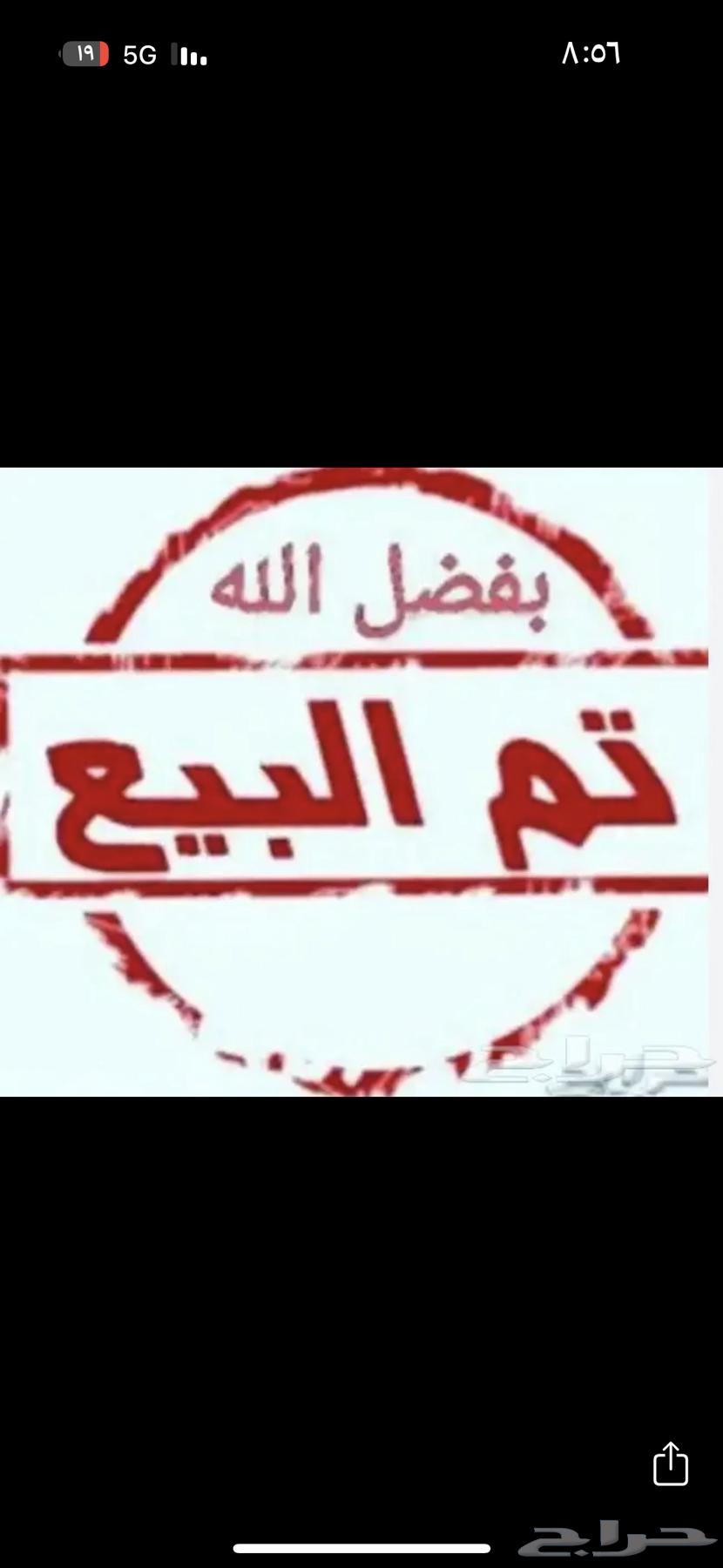 فرخ شامو ياباني ( تم البيع )633179618663701129