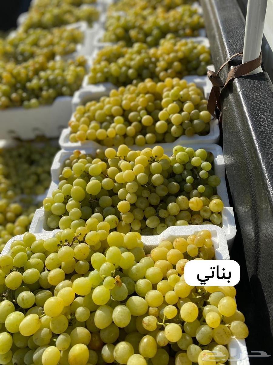 للبيع شتلات عنب و تين جمله 5 ريال63312002081025111