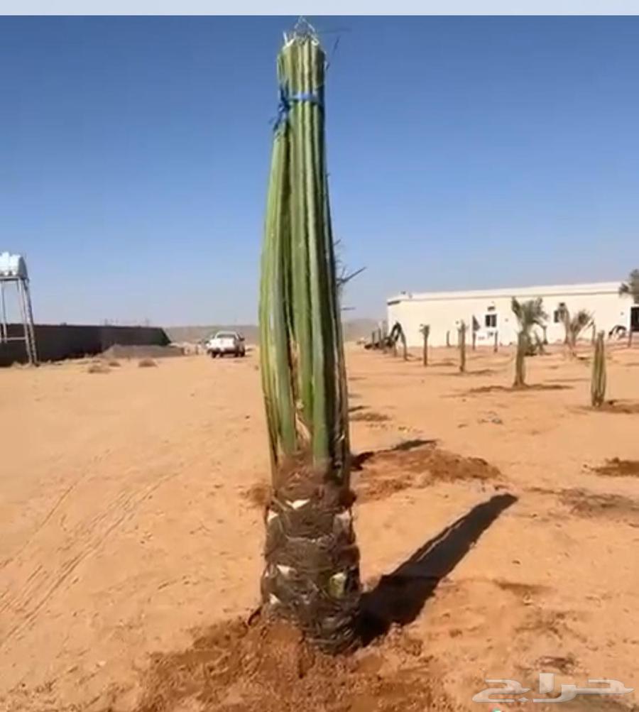 نخيل مثمر طالع من القصيم بتجاه الجنوب63308012134145113