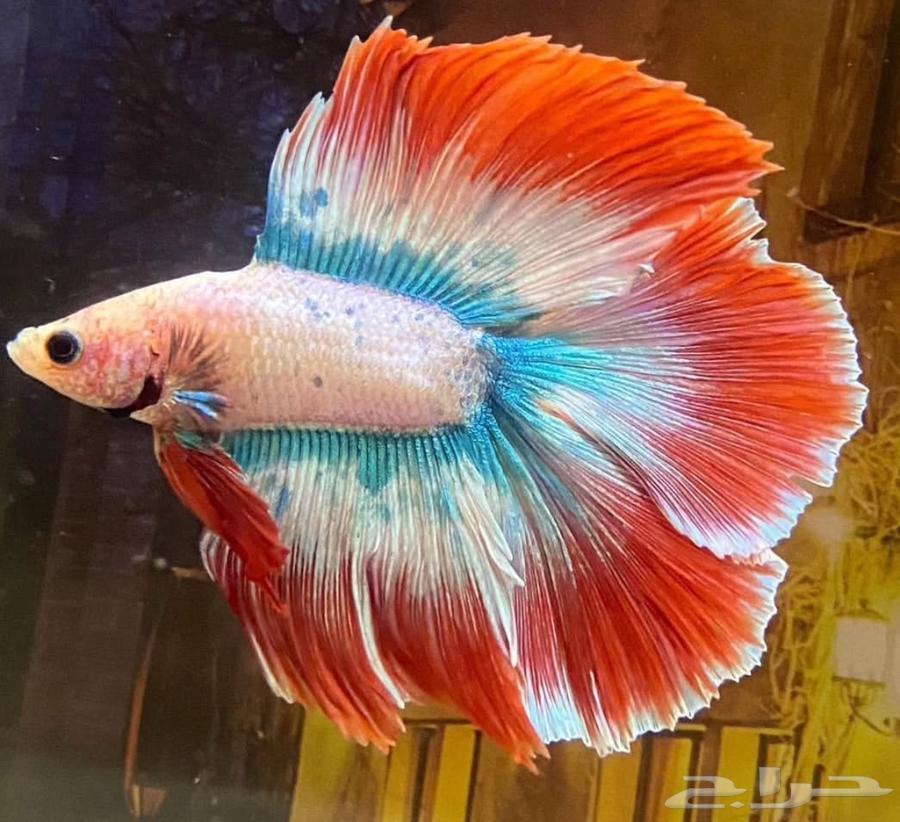 Fish Fighter, the sentence of the city of Medina63309622623745112