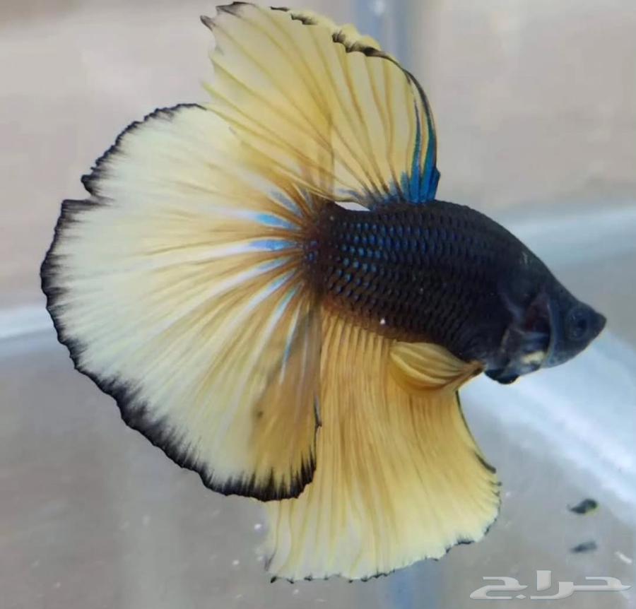 Fish Fighter, the sentence of the city of Medina63309622623745114