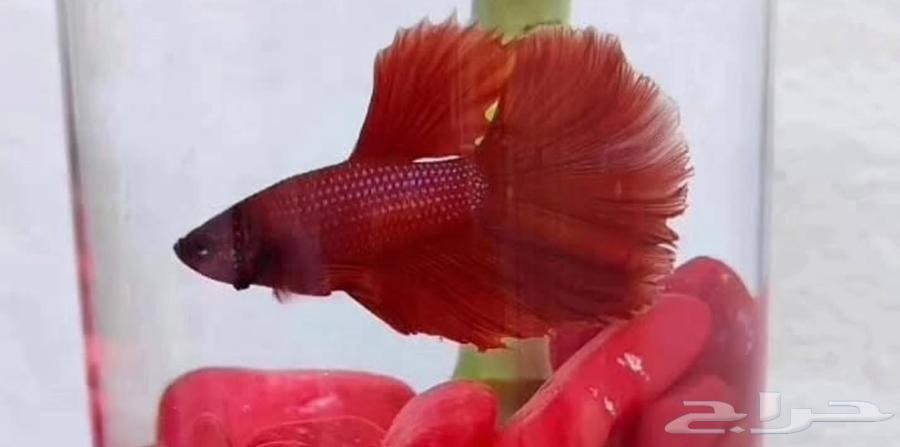 Fish Fighter, the sentence of the city of Medina63309622623745113