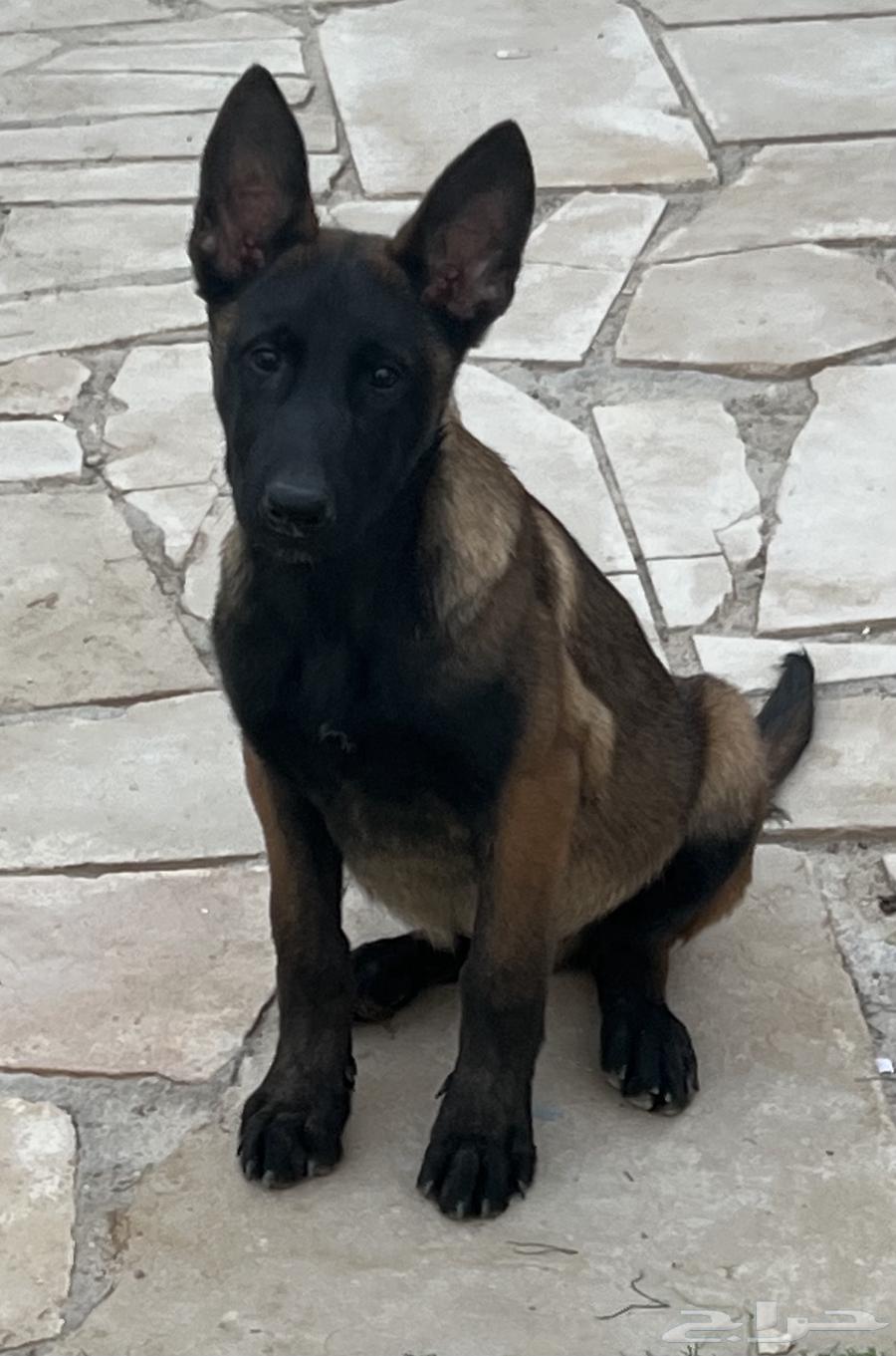 Malinois dogs63308311179651113