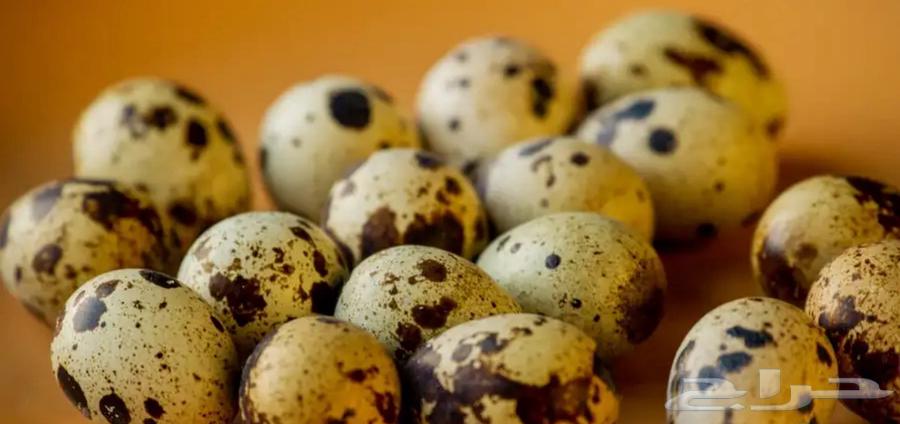 Fertilized quail eggs for sale63308567382403111