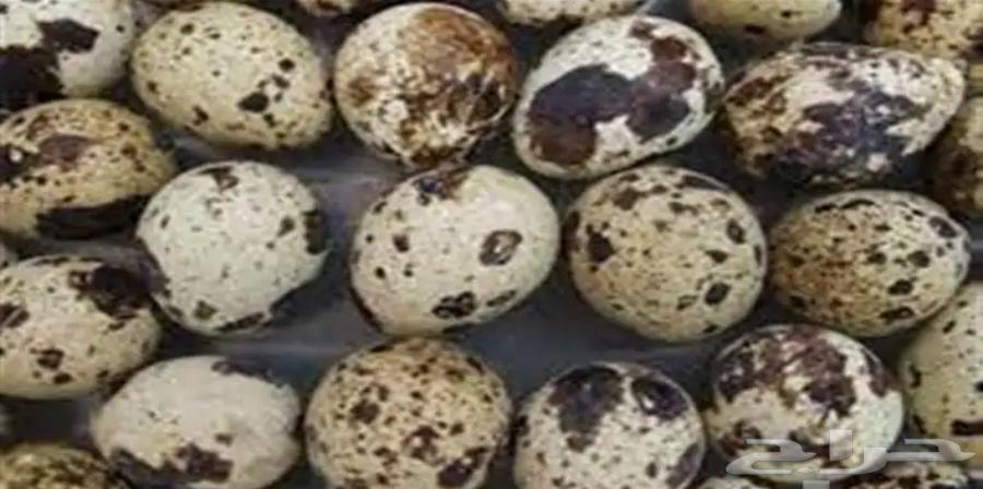 Fertilized quail eggs for sale633085673824031129
