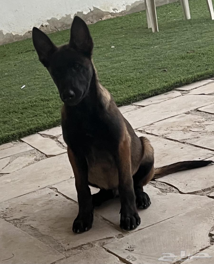 Malinois dogs63308311179651111