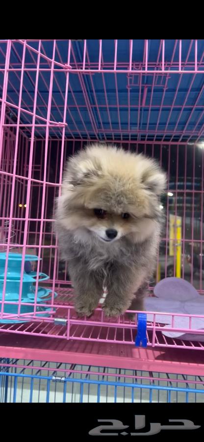 Pomeranian dog63308073990530111