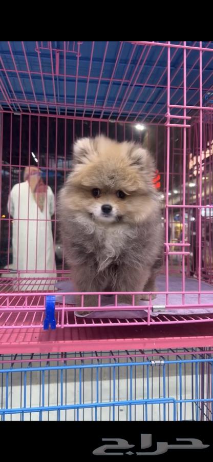 Pomeranian dog63308073990530112