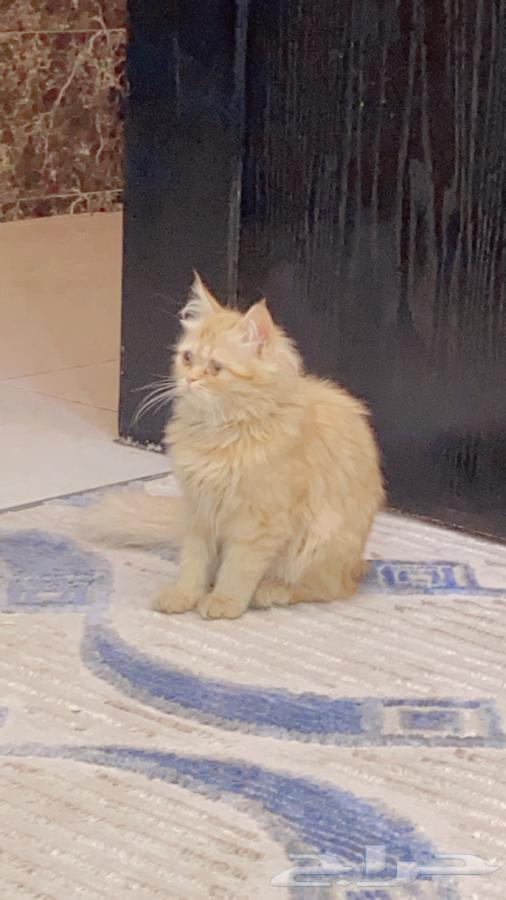 قطط للبيع63308264310785111