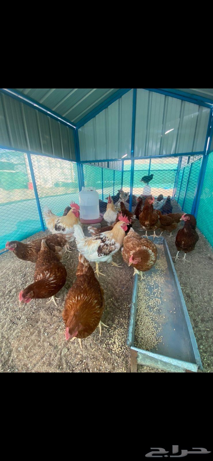 German Brown Lohmann chicken63309660788483110