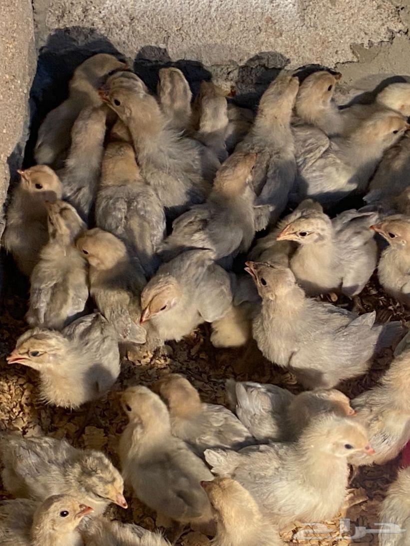 Different types of fancy chicken chicks63308221498242112