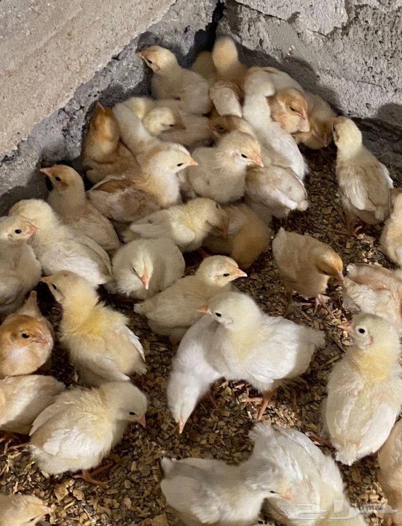 Different types of fancy chicken chicks63308221498242114