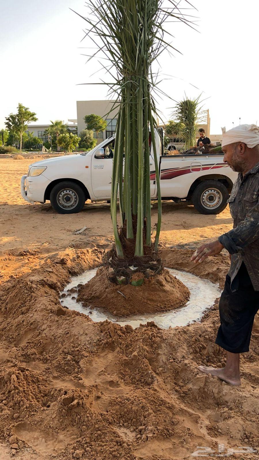 نخيل مثمر طالع من القصيم بتجاه الجنوب63308012134145112