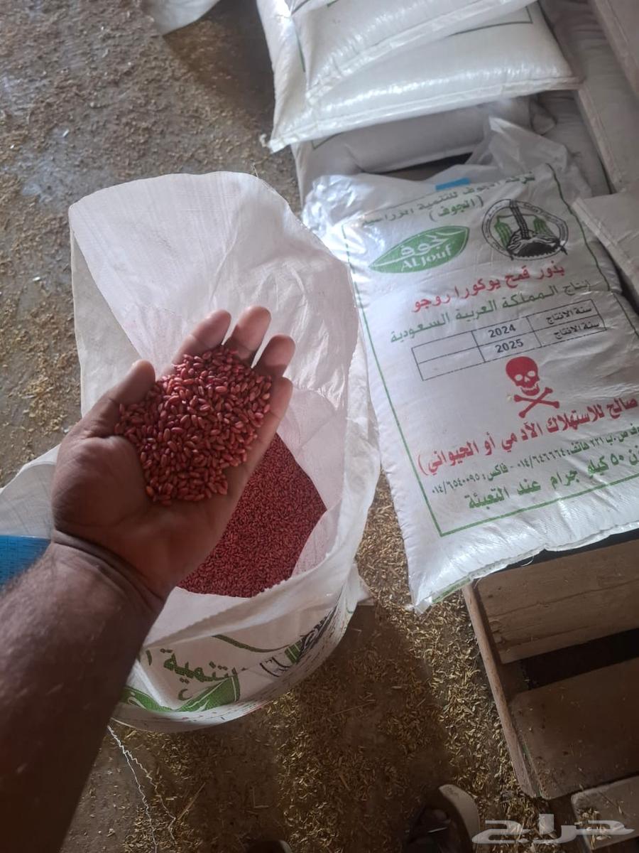 للبيع بذر قمح جيل اول شركة الجوف63309313083650112