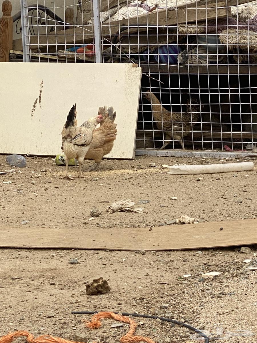 Ducks from Fiumi Gold for sale63306875360387114