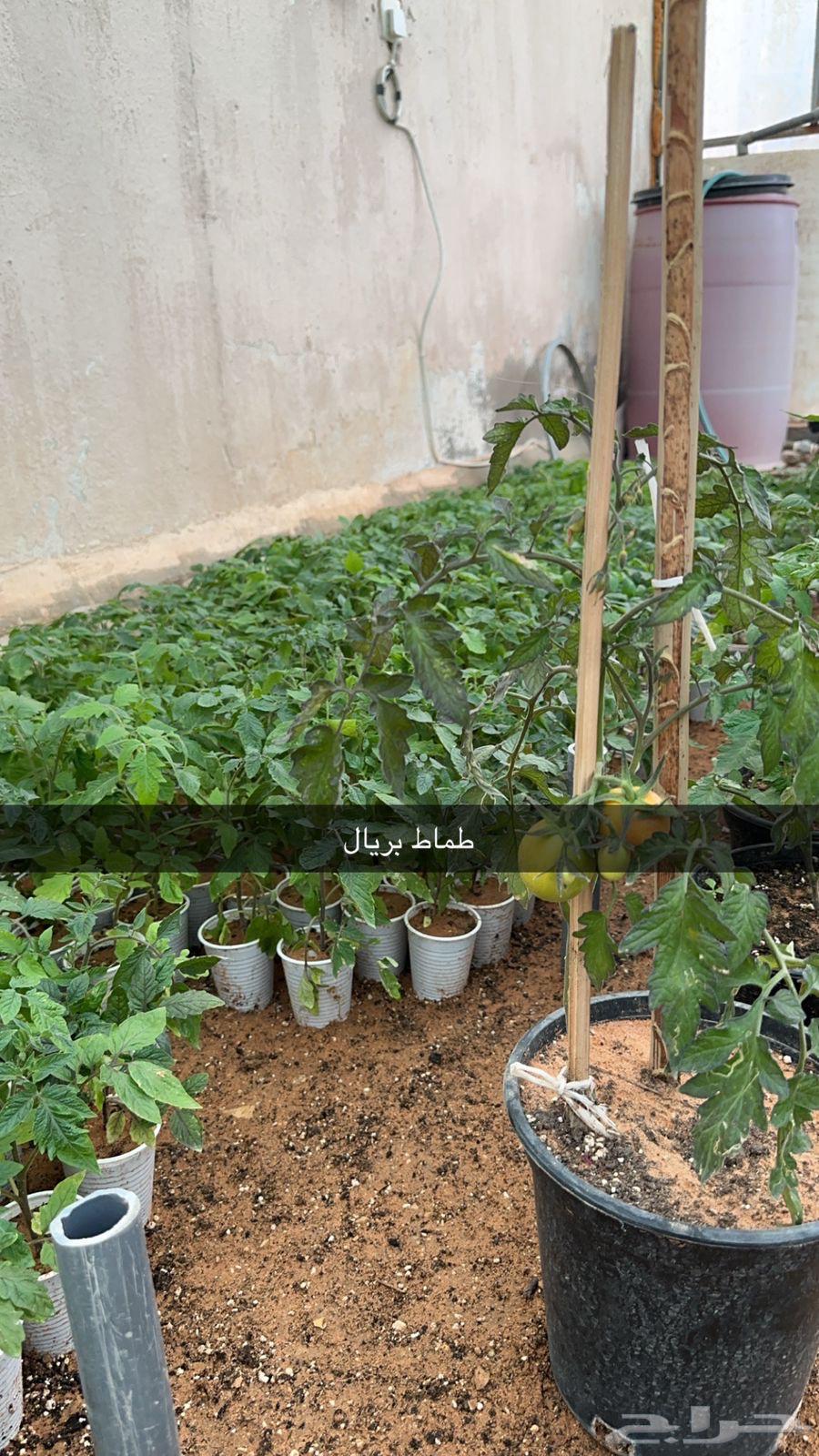 Nursery63615859642625112