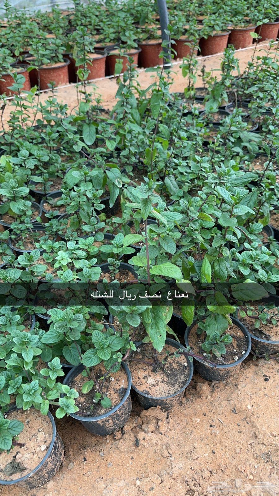 Nursery63615859642625114