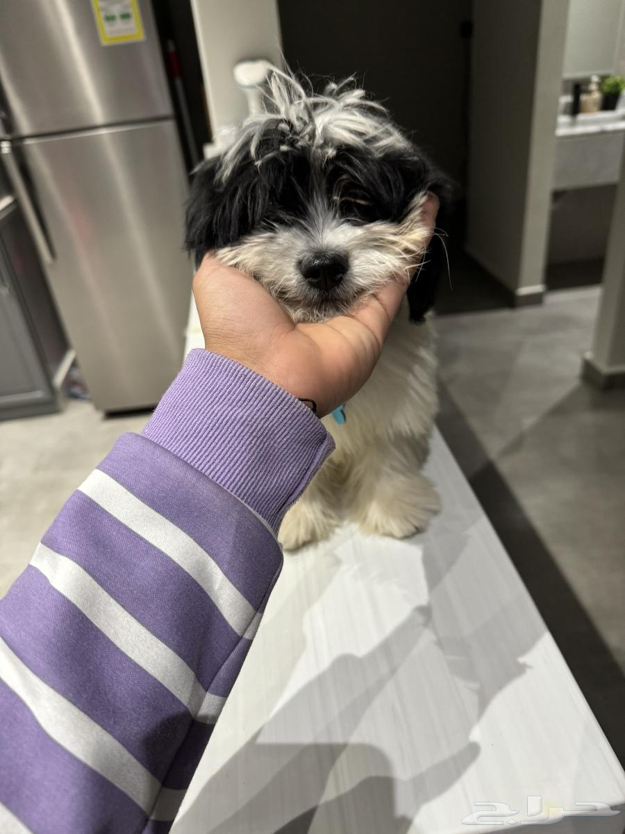 3-month-old playful and friendly Shih Tzu63305496234627111