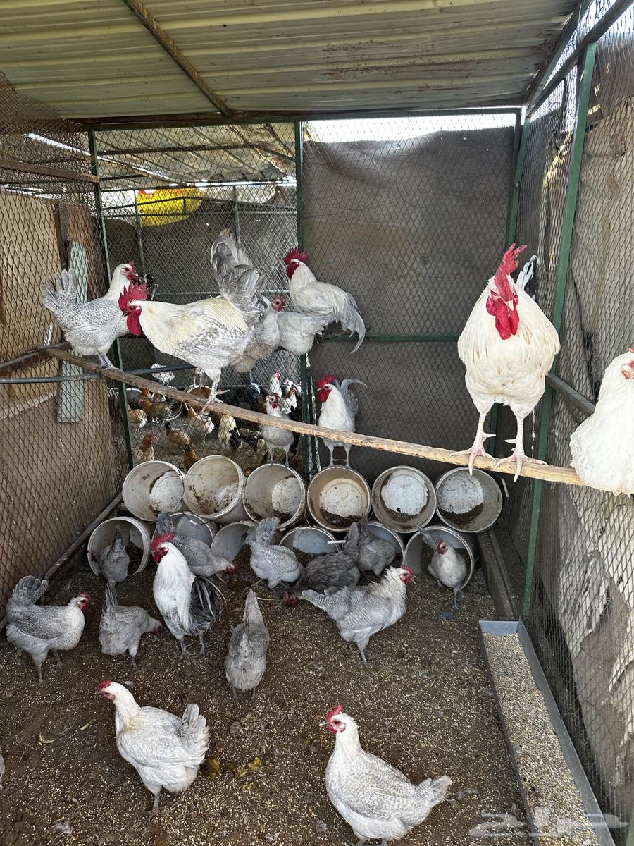 Fawomi aluminum chicken63305227986307111