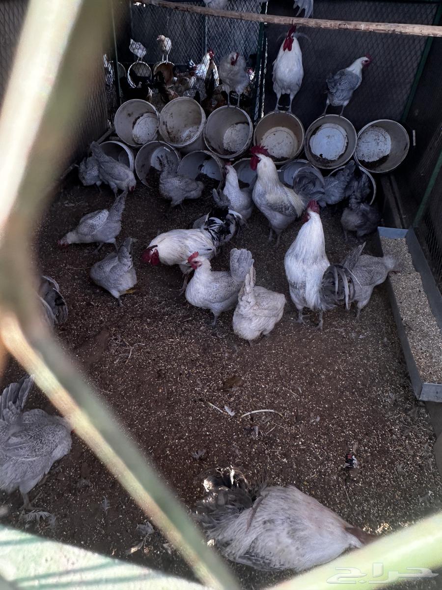 Fawomi aluminum chicken63305227986307113