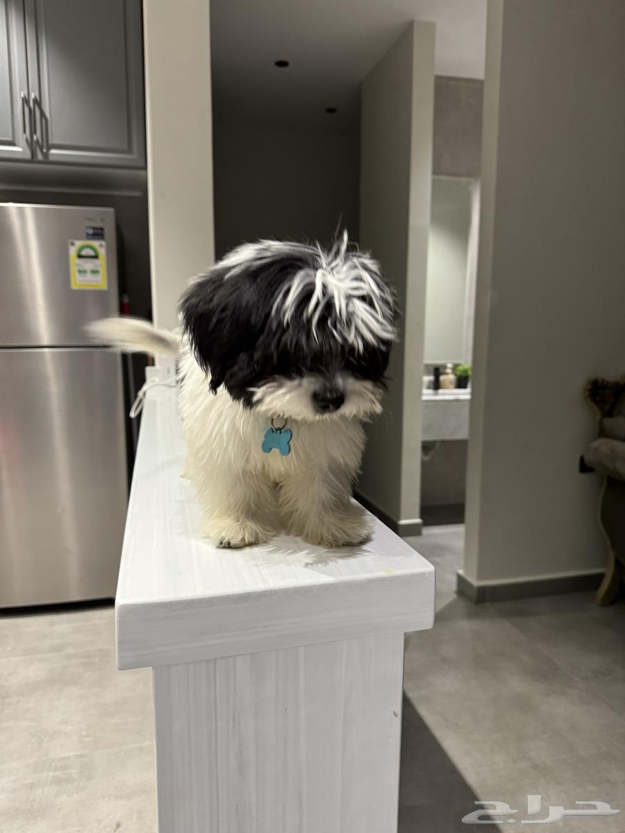 3-month-old playful and friendly Shih Tzu63305496234627113