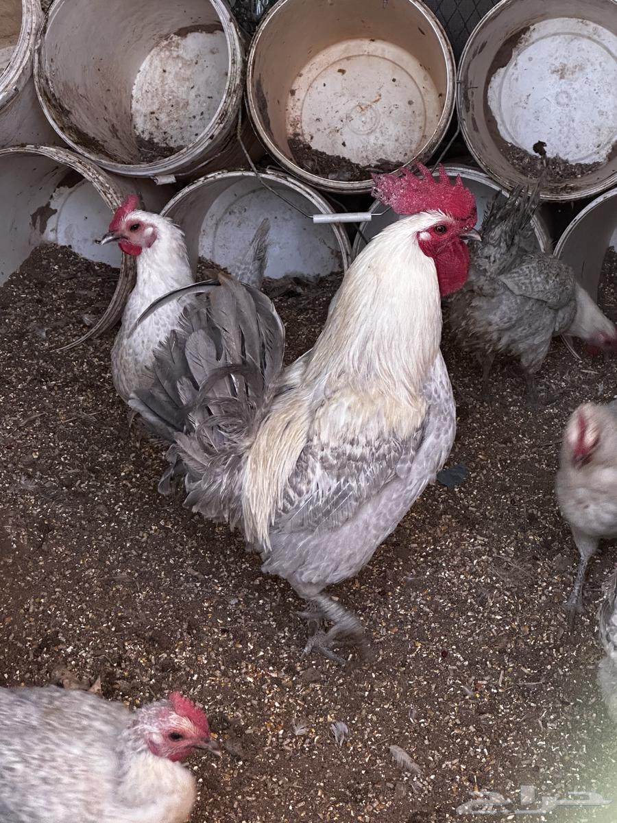 Fawomi aluminum chicken63305227986307112
