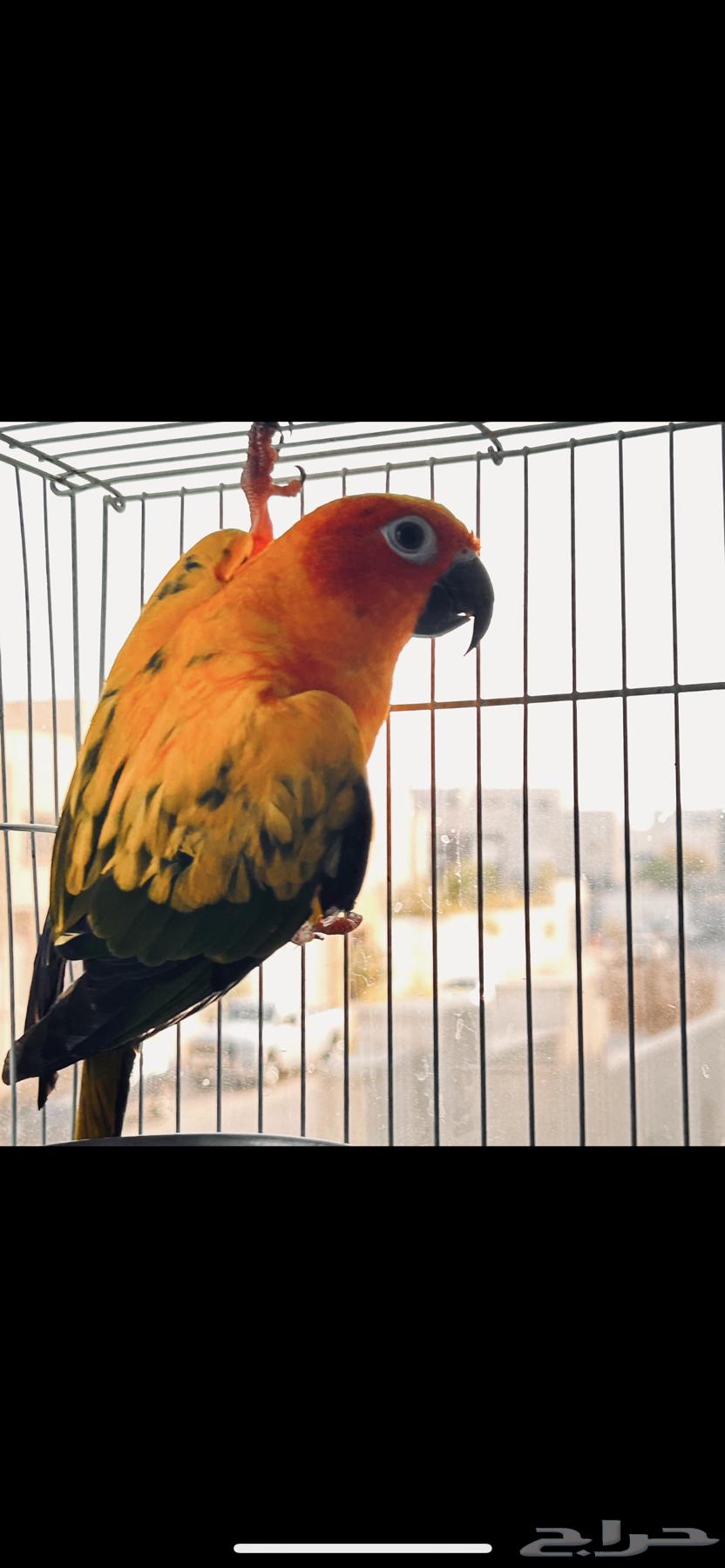 انثى صن كنيور ( تم البيع. ) الله يبارك له633049543741461111