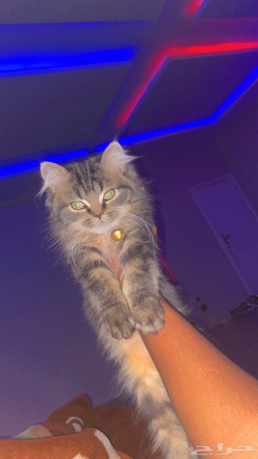 Shirazi cats63302331719425110