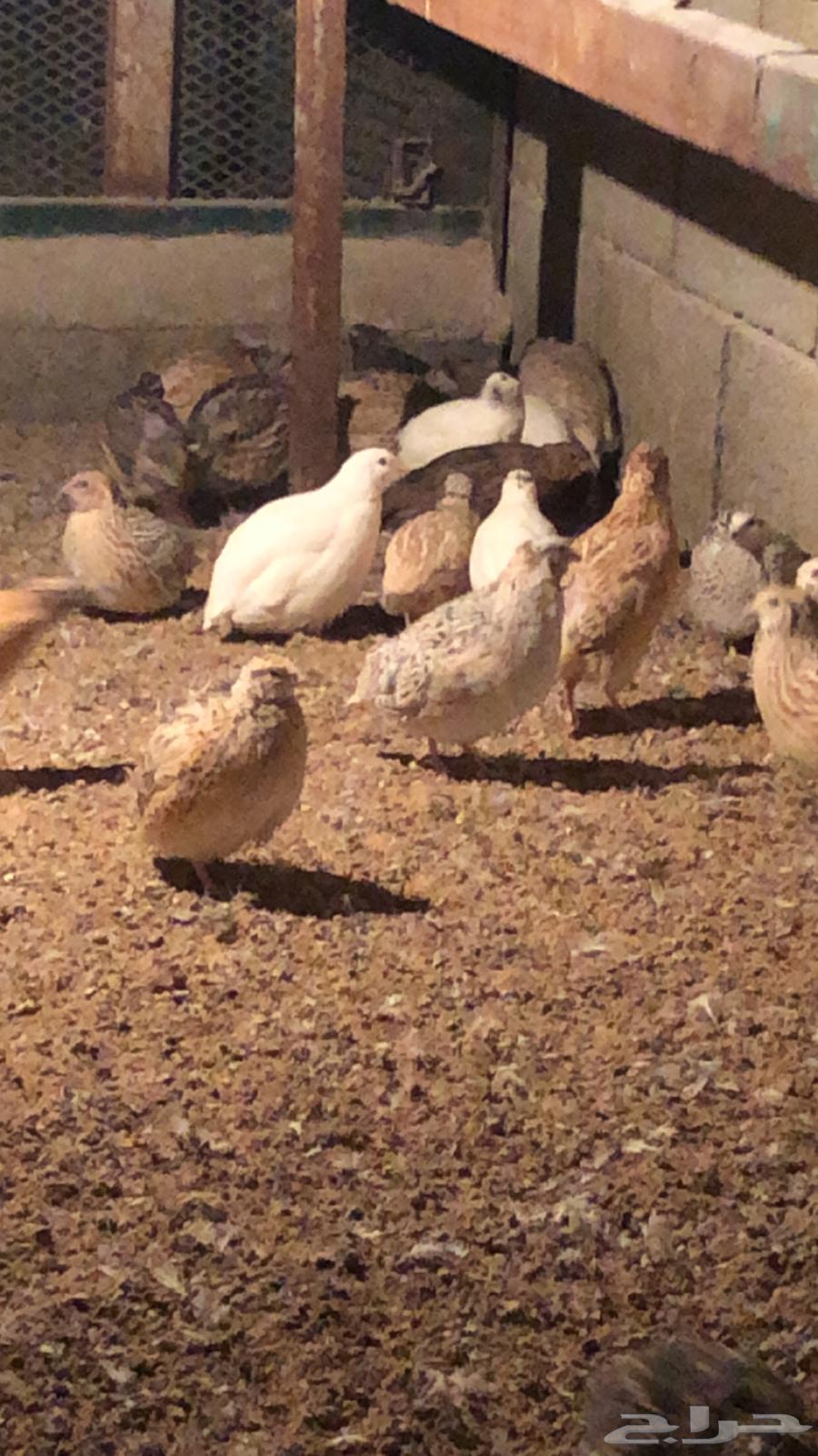 Fertilized quail eggs63303243400322111
