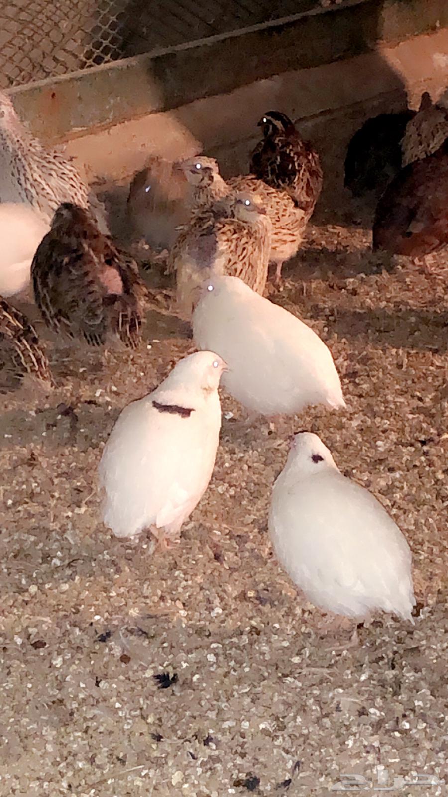 Fertilized quail eggs63303243400322112
