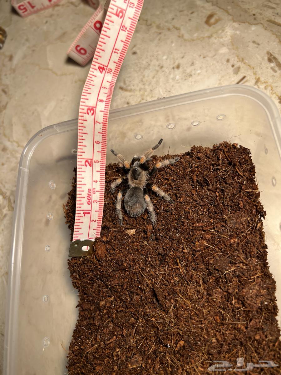 Tarantula - Spider63302885162626112
