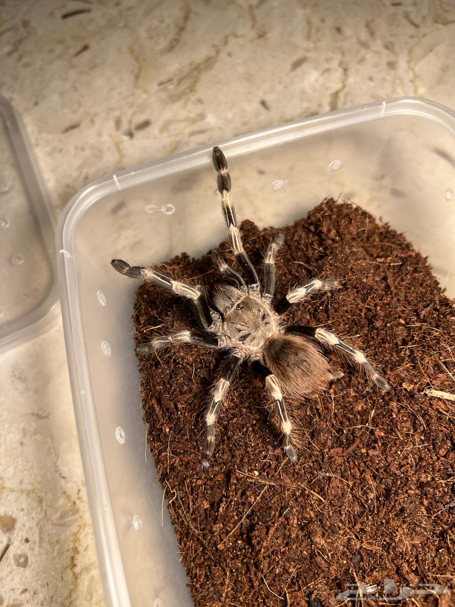 Tarantula - Spider63302885162626111