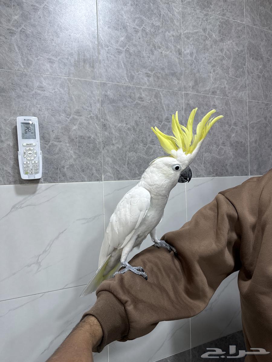 كوكاتو كرست63302846932099111