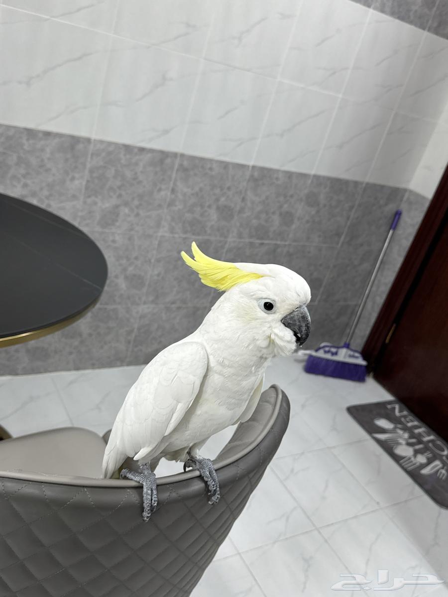 كوكاتو كرست633028469320991112