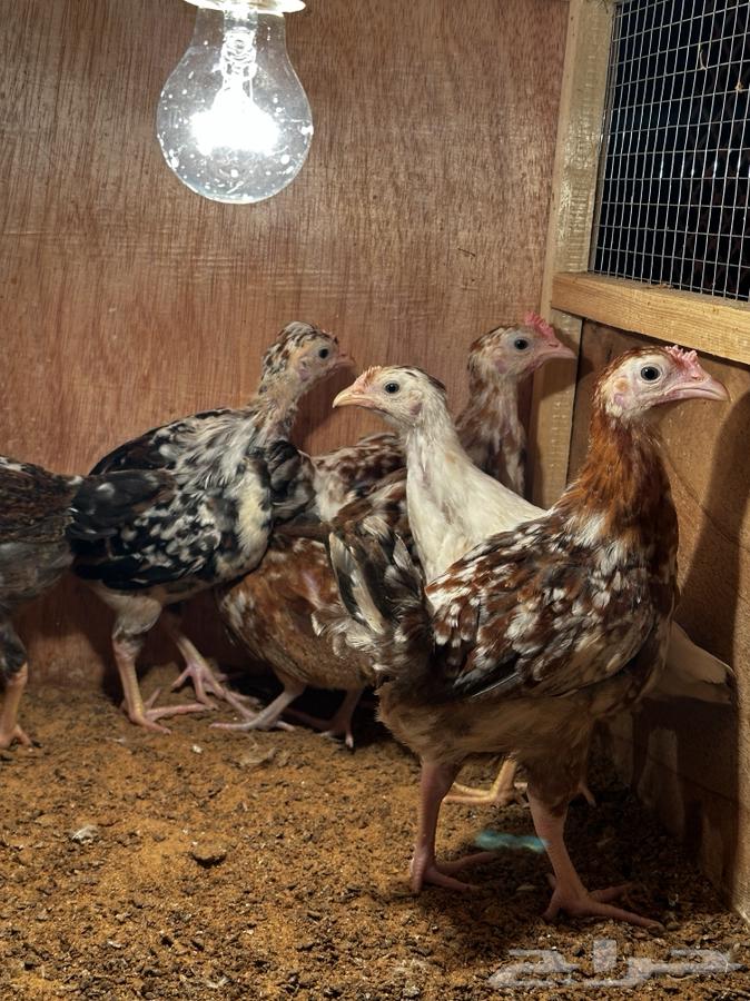 Local chicken Macintosh color and Boran63302111915139113