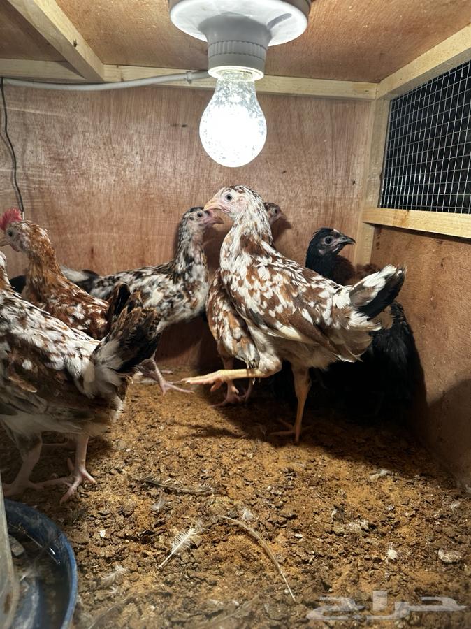 Local chicken Macintosh color and Boran63302111915139111