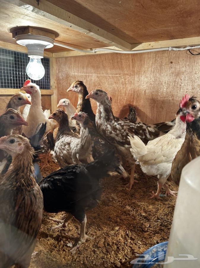 Local chicken Macintosh color and Boran63302111915139112