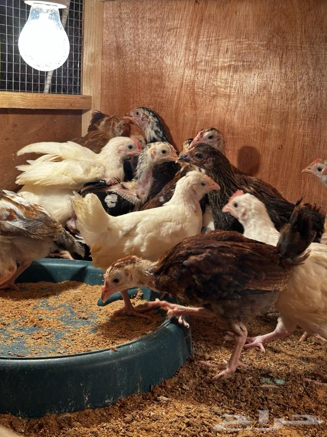 Local chicken Macintosh color and Boran63302111915139114