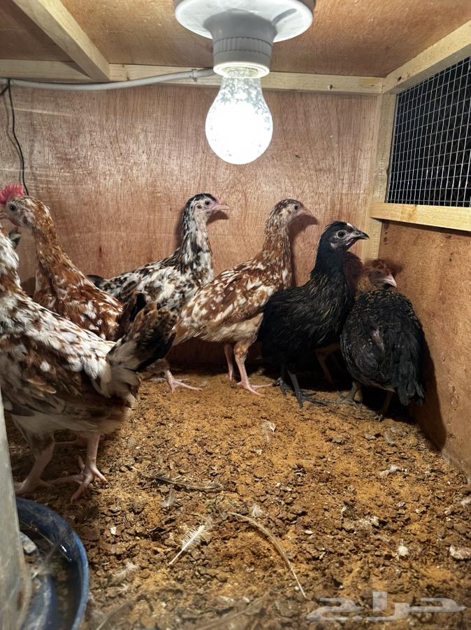 Local chicken Macintosh color and Boran633021119151391116