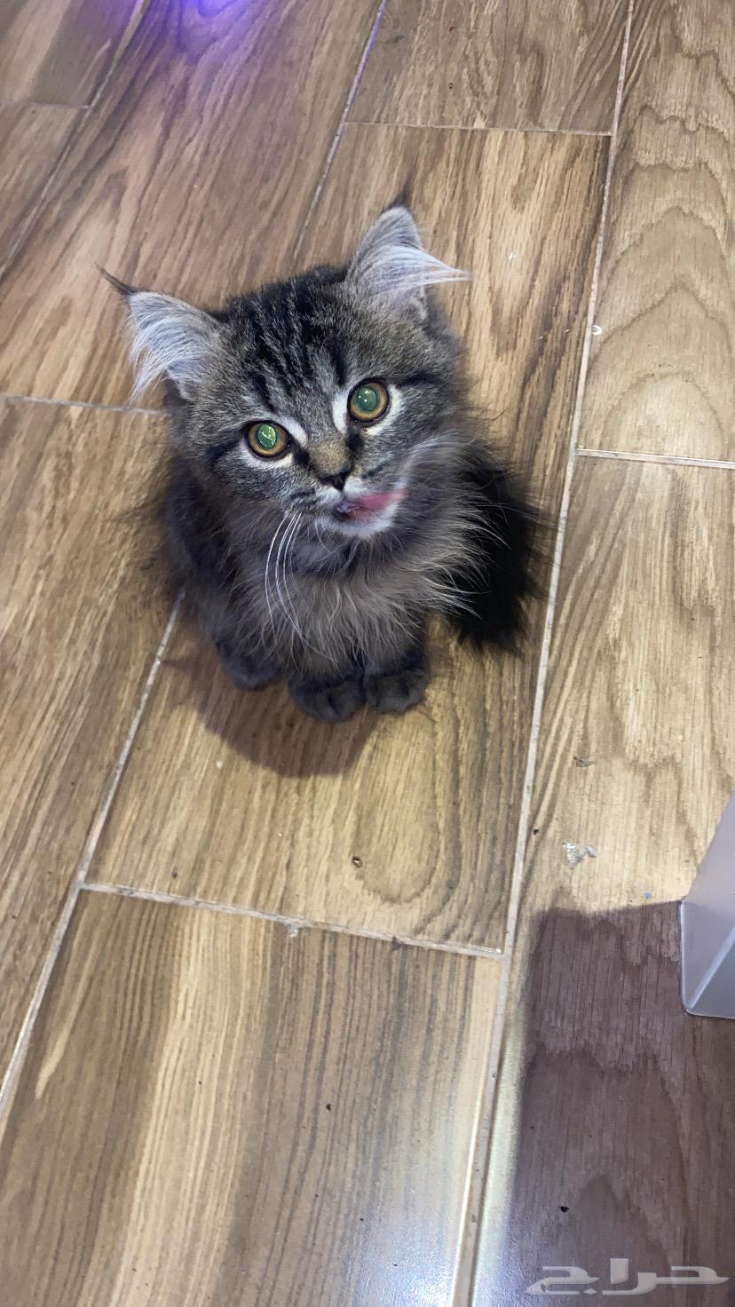 Shirazi cats63302331719425113
