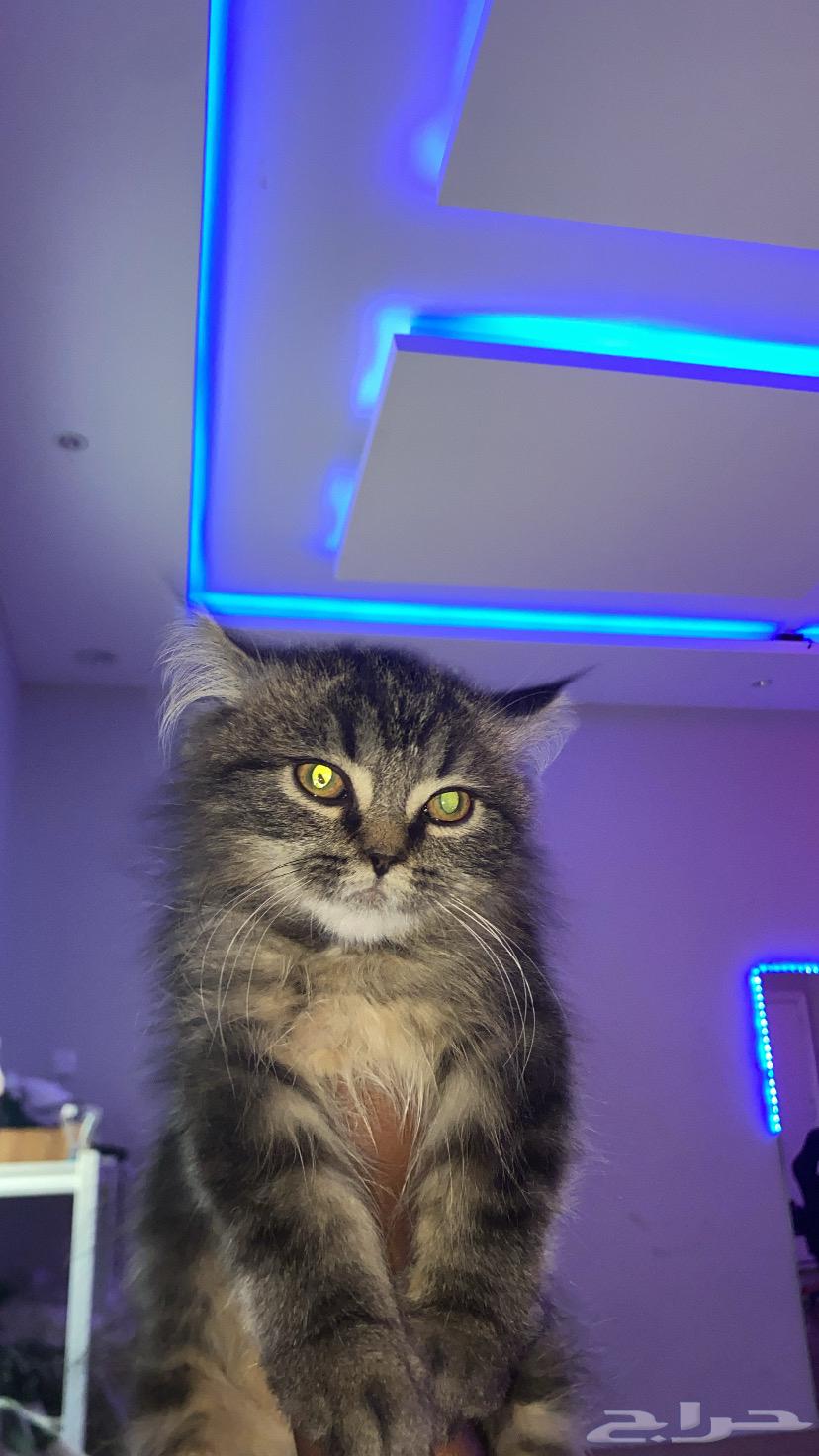 Shirazi cats63302331719425112