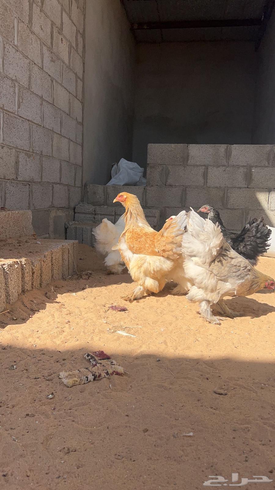 For sale Brahama chickens in Wadi Al-Dawasir63300570371585113