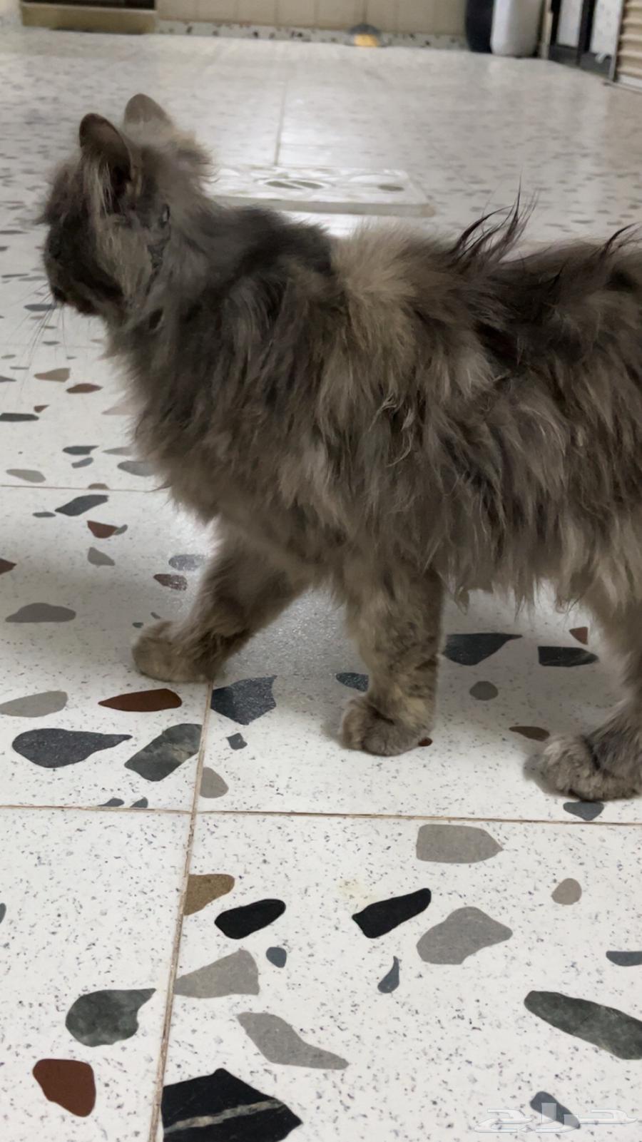 Cats63298981546497111