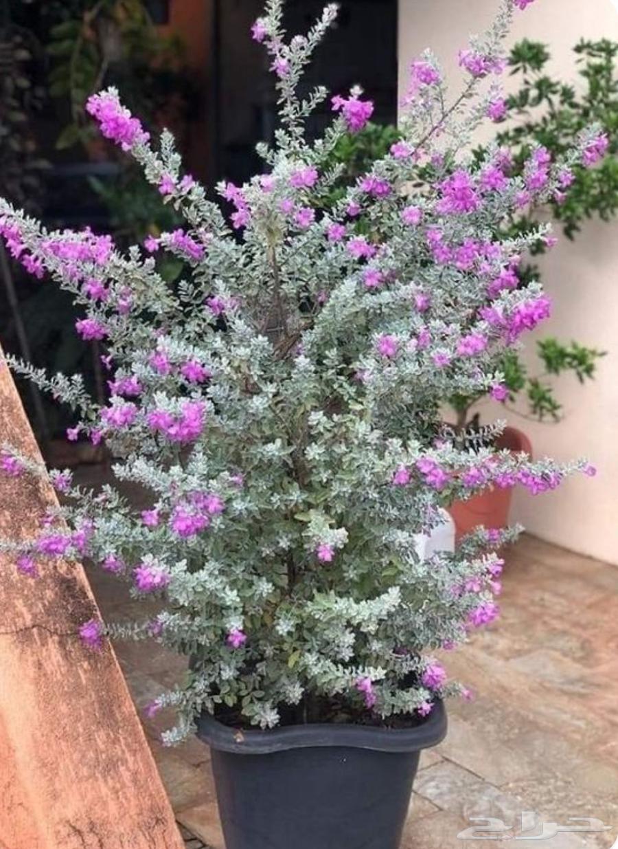 Silverleaf Leucophyllum63300762774658112