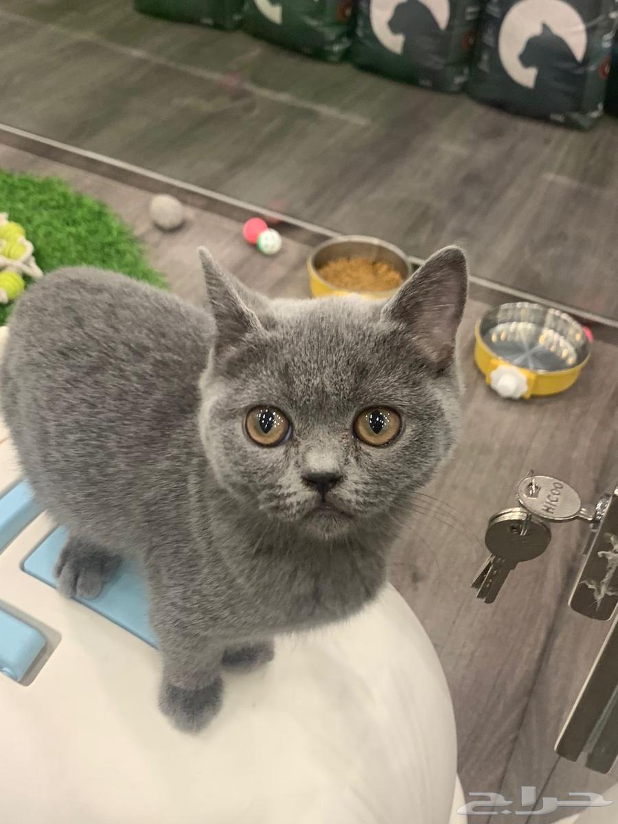 Cats63300060063874114