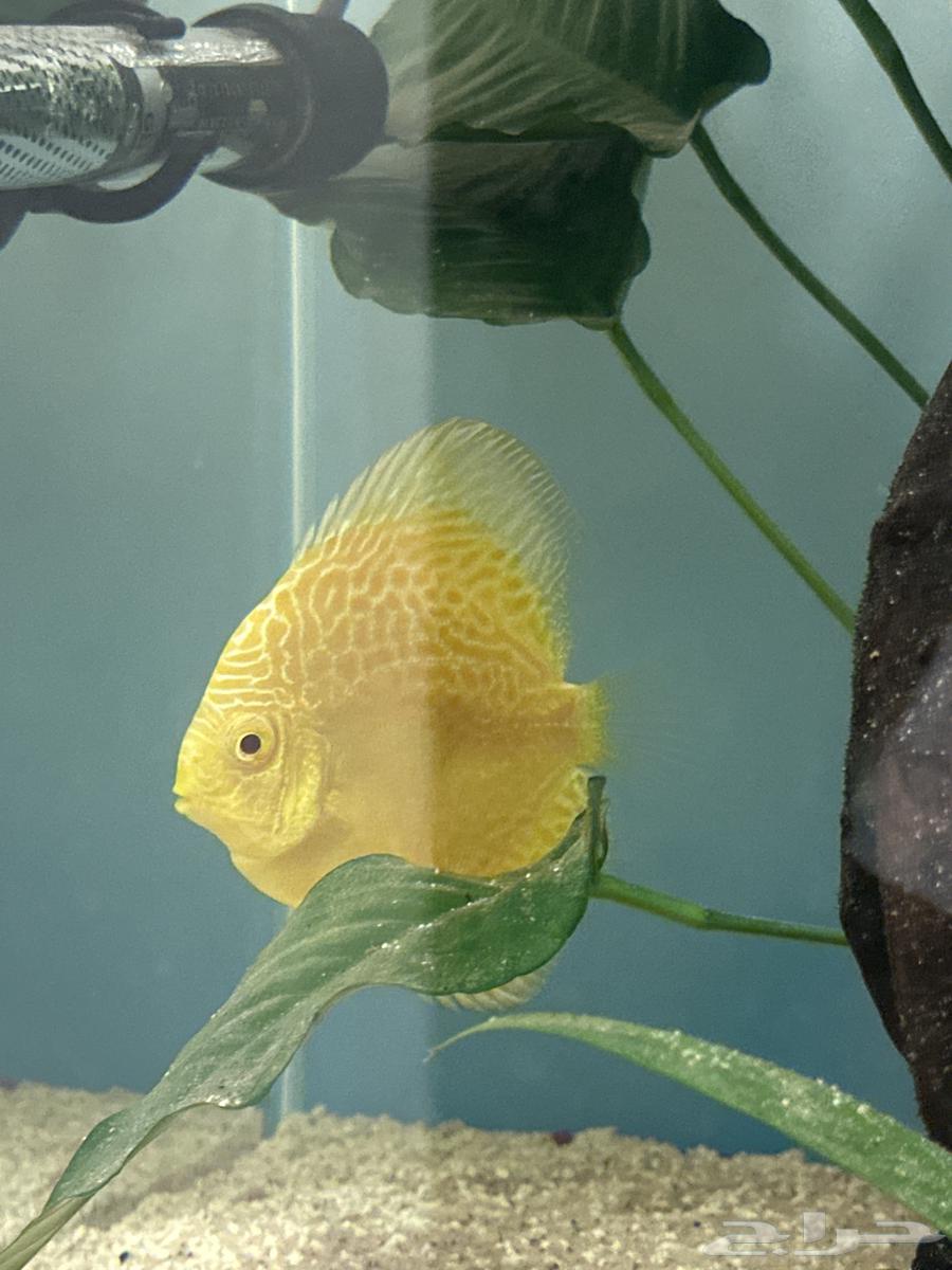 Albino Discusses Fish63300689432833110