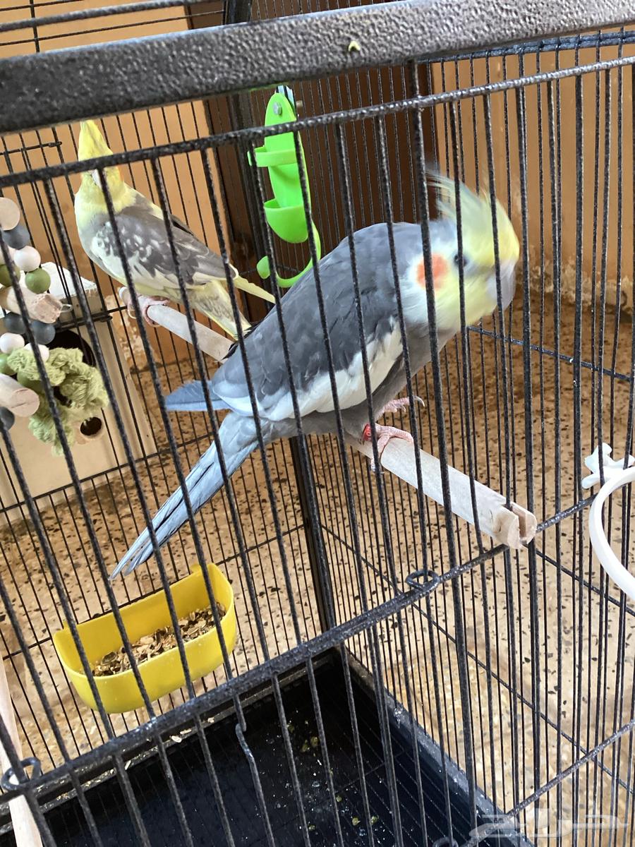 For sale, a pair of doves with the cage63300096141313112