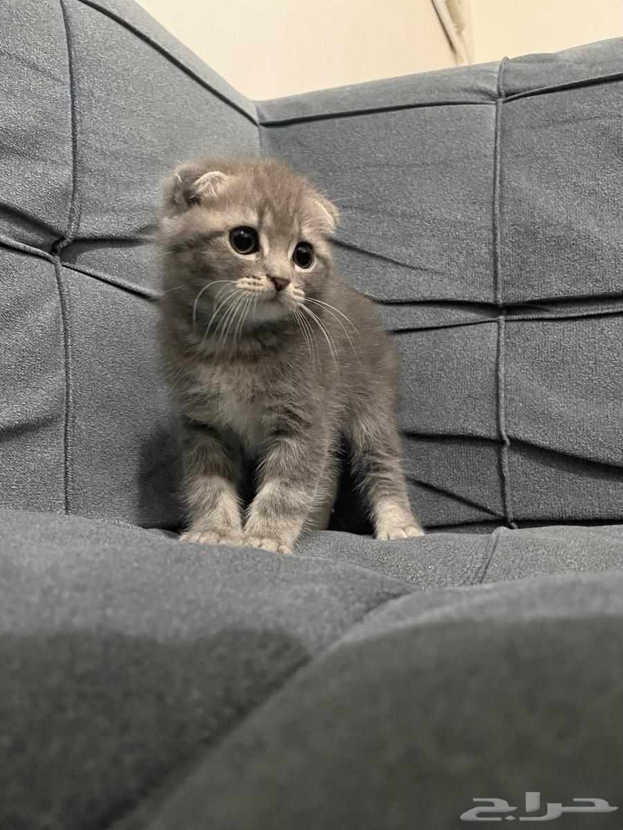 قطط سكوتش فولد جميله للبيع632998473894411126